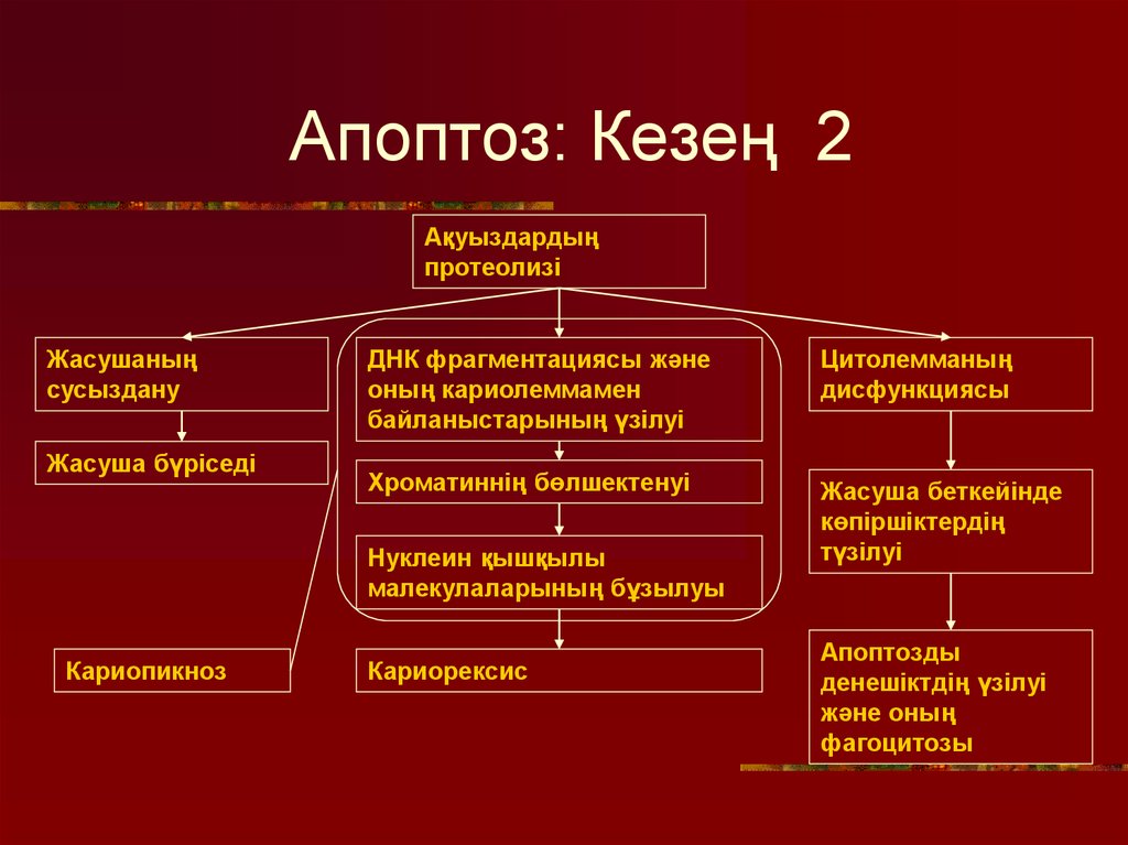 Апоптоз это. Апоптоз. Процесс апоптоза стадии. Причины апоптоза клеток. Классификация апоптоза.