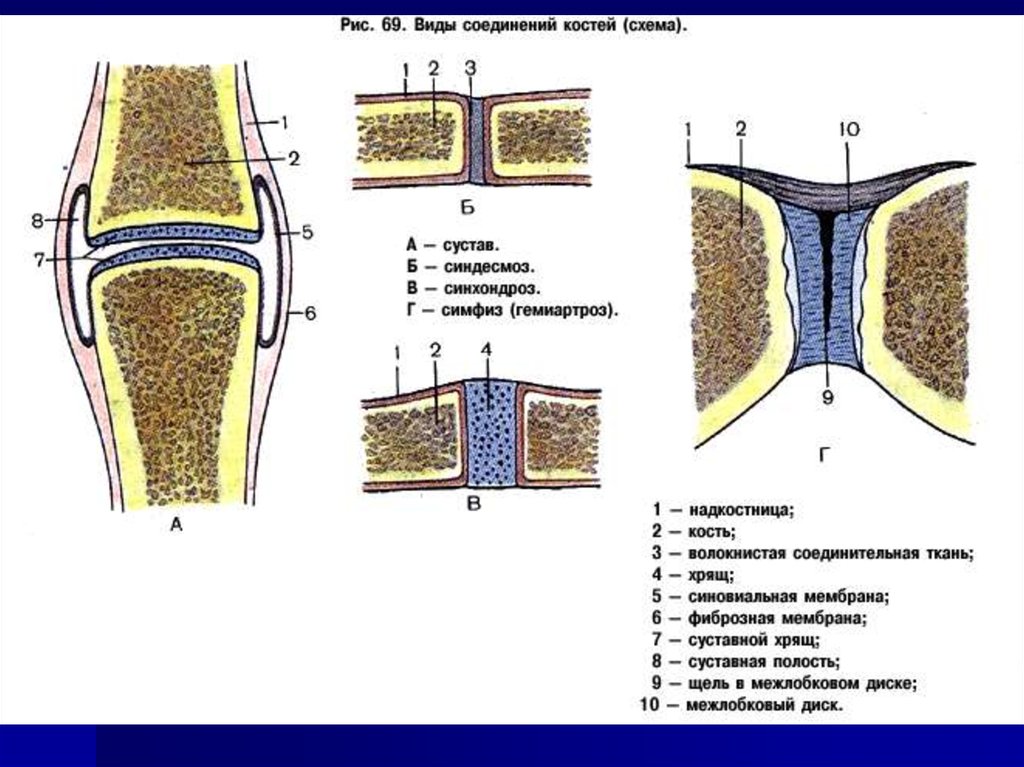 Соединение костей 6. Непрерывные соединения костей анатомия. Схема непрерывных соединений костей. Типы соединения костей симфизы. Типы соединения костей рис 12.3.