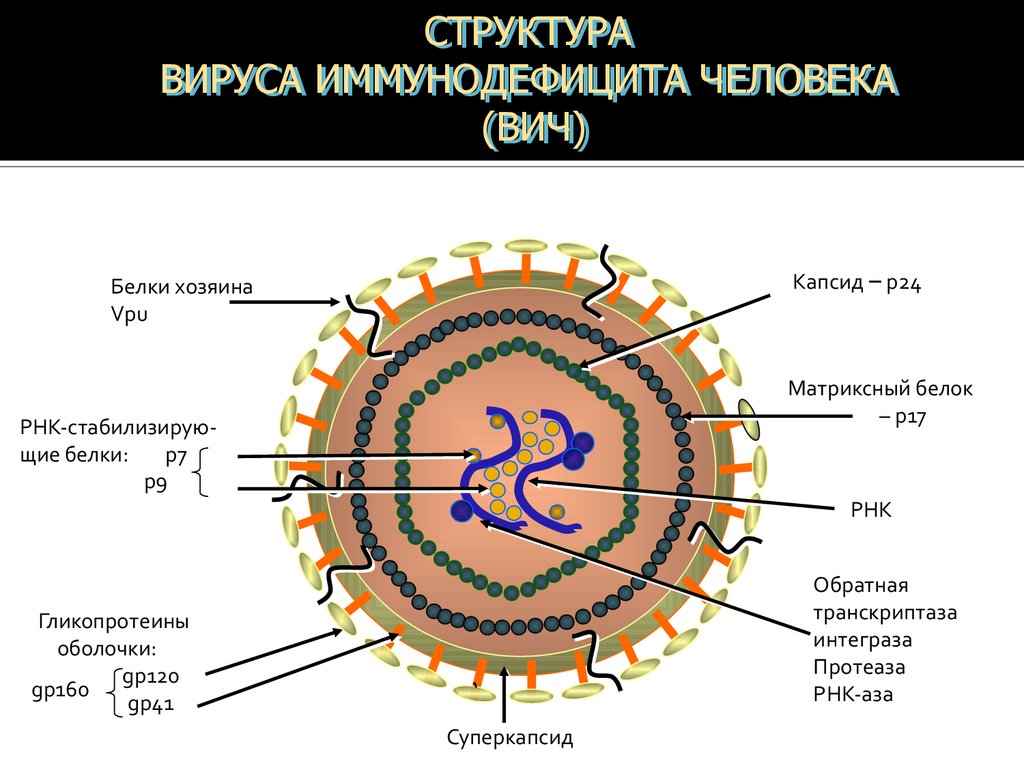 Вич белок. Строение генома ВИЧ. Строение вируса ВИЧ суперкапсид. Состав вириона ВИЧ. Корь структура вируса.