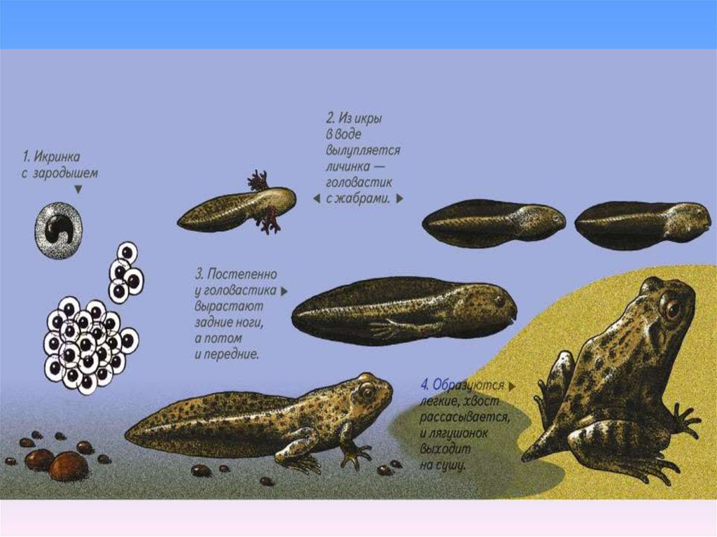 Жабры у личинок лягушки. Развитие головастика лягушки. Развитие земноводных. Размножение и развитие земноводных. Цикл развития лягушки.