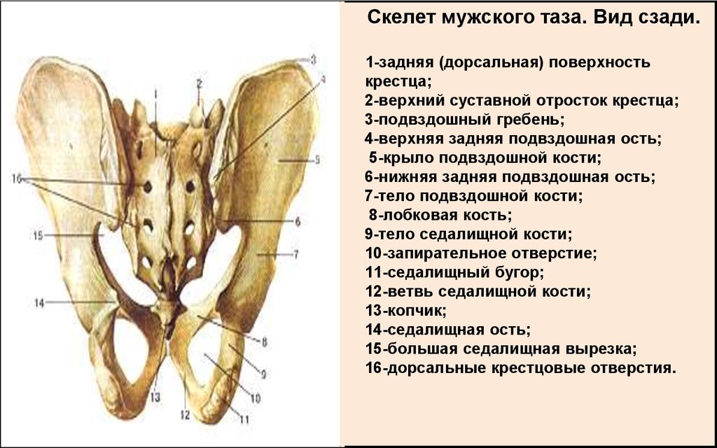 Подвздошная кость нижней конечности. Подвздошной кости внутренняя структура. Суставные поверхности подвздошной кости. Подвздошная кость имеет анатомические образования. Подвздошный гребень тазовой кости.