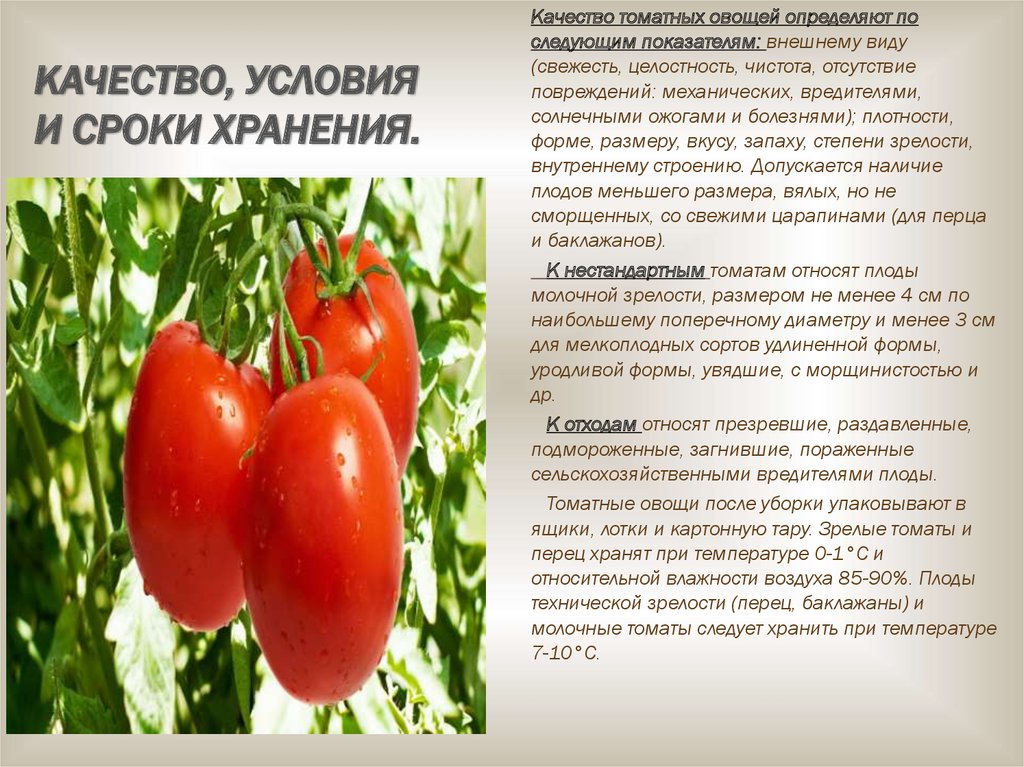 Показатели качества овощей. Томатные овощи требования к качеству. Требования к качеству томатов. Характеристика томатных овощей. Ассортимент томатных овощей.
