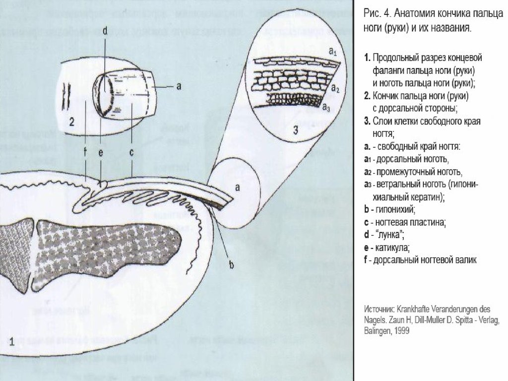 Онихобласты. Дорсальный слой ногтевой пластины микроскоп. Строение ногтя. Схема строения ногтя. Строение ногтя слои.