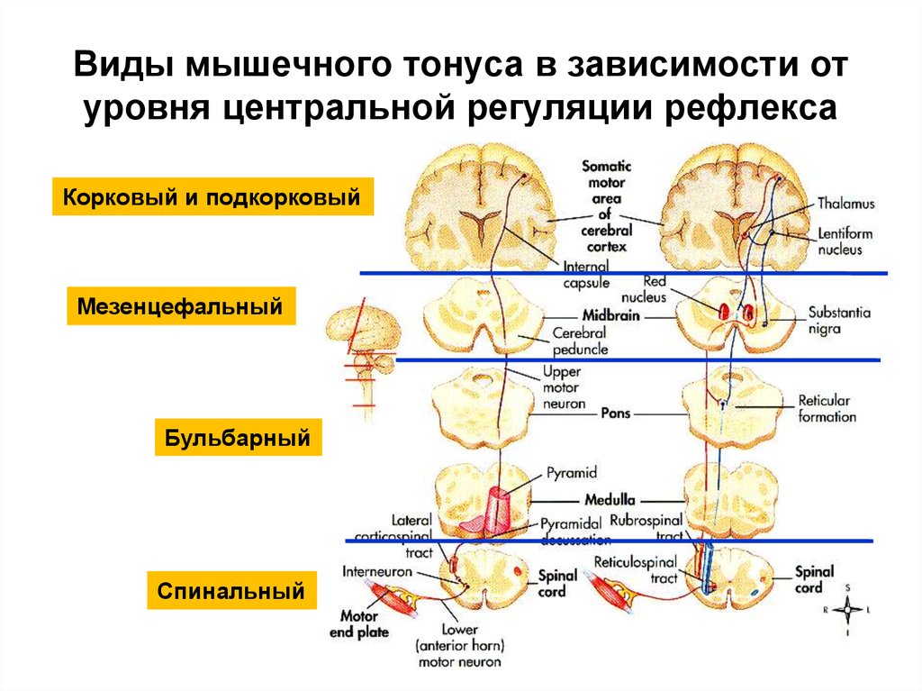 Рефлекторный тонус. Типы мышечного тонуса. Рефлекторная регуляция мышечного тонуса физиология. Спинальные механизмы регуляции тонуса мышц. Схема спинальных механизмов регуляции мышечного тонуса.