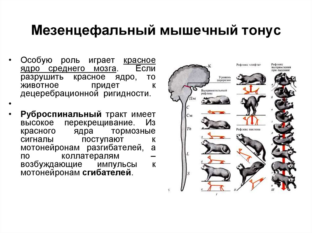 Схема спинальных механизмов регуляции мышечного тонуса с каналами обратной связи