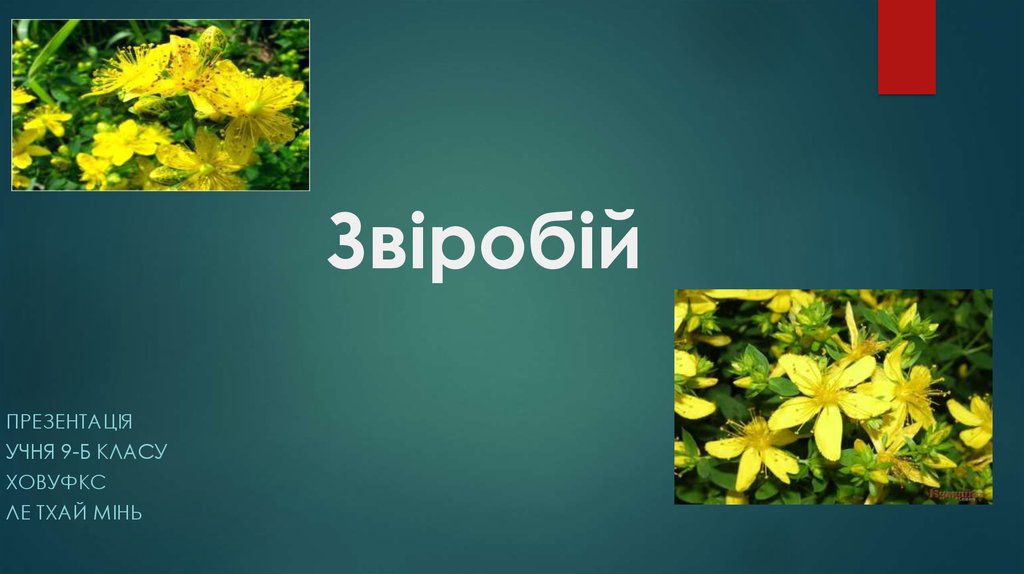 Звіробій. Ботанічні характеристики - презентация онлайн