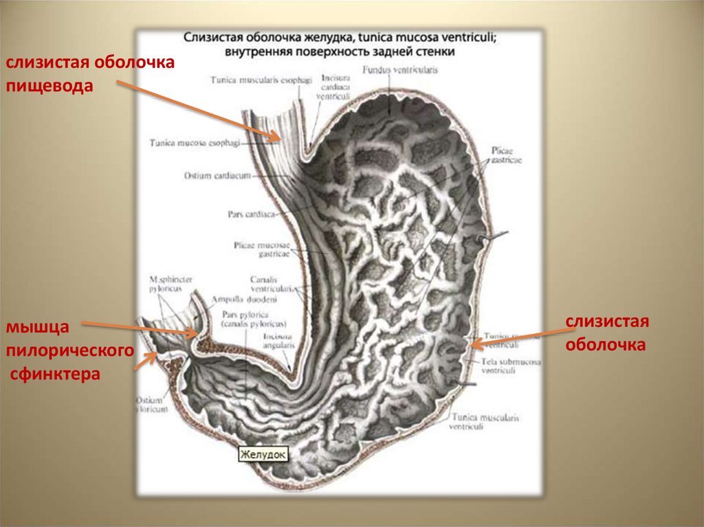 Презентация анатомия желудка