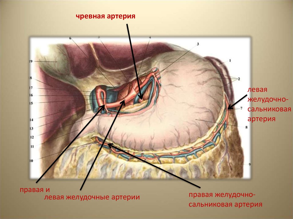 Кровоснабжение желудка анатомия схема