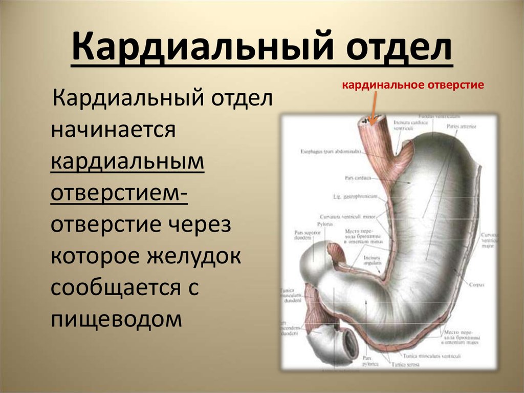 Кардиальный отдел пищевода. Возрастные особенности желудка анатомия.
