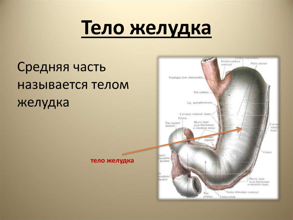 Средняя часть живота. Хер 2 желудок.