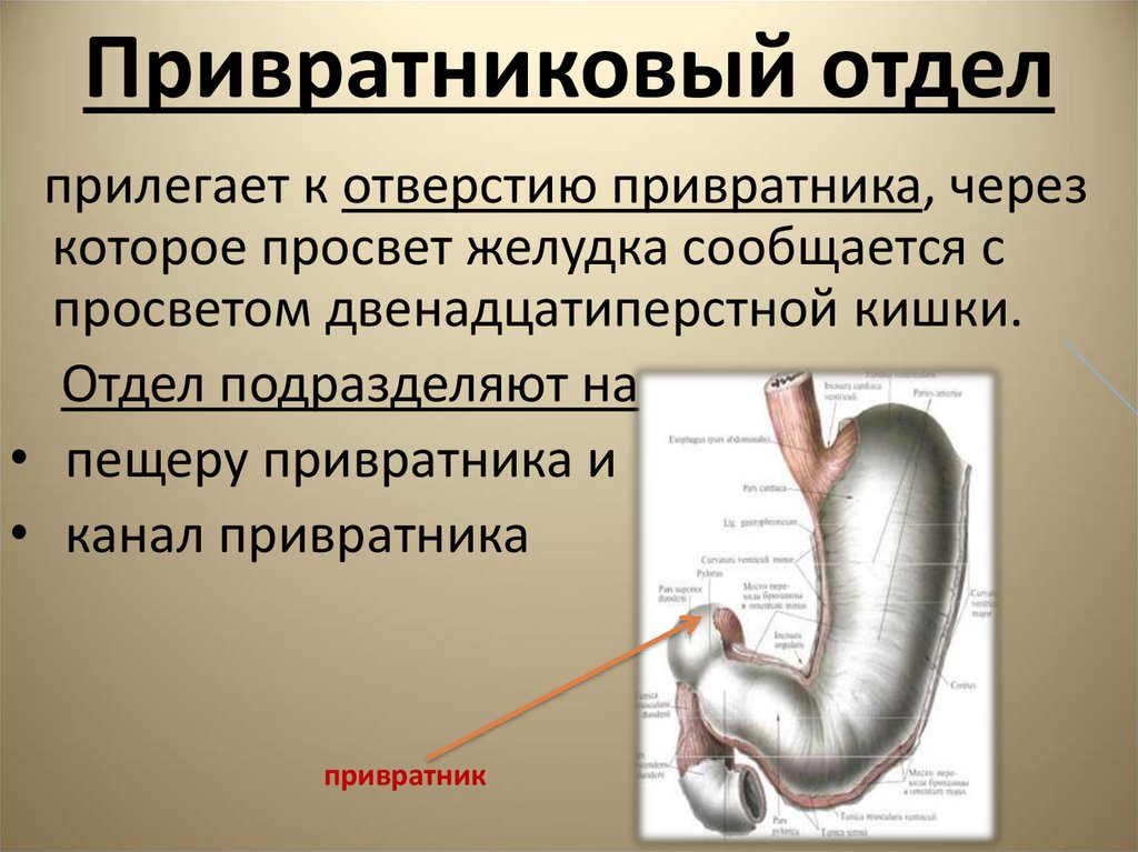 Презентация анатомия желудка