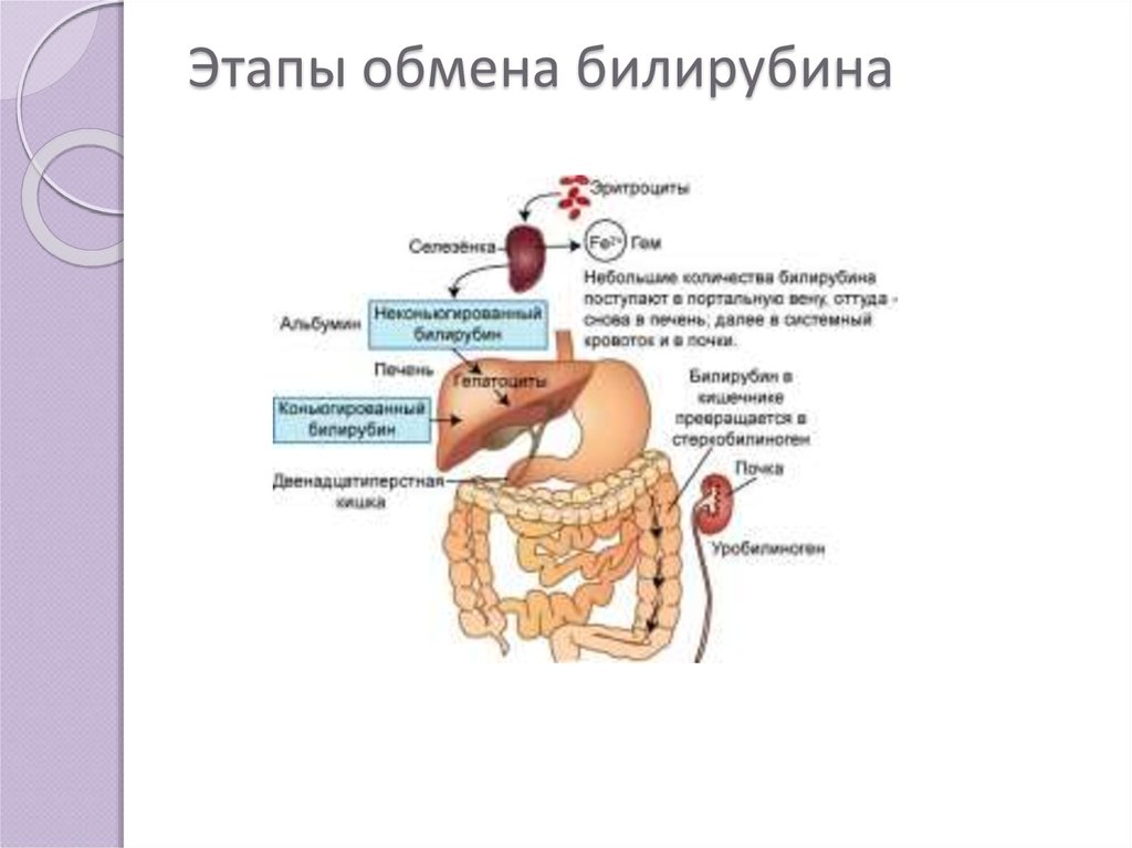 Схема обмена билирубина пропедевтика