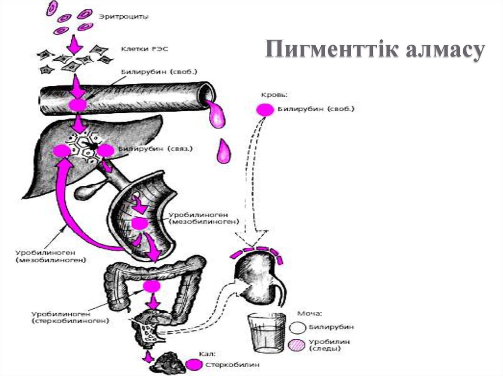 Путь билирубина в организме схема