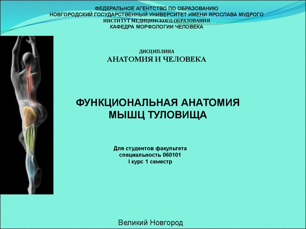 Презентация на тему функциональная. Функциональная анатомия. Функциональные дисциплины для анатомии. Анатомия и морфология человека для педагогических вузов. Оформление для презентации НОВГУ.