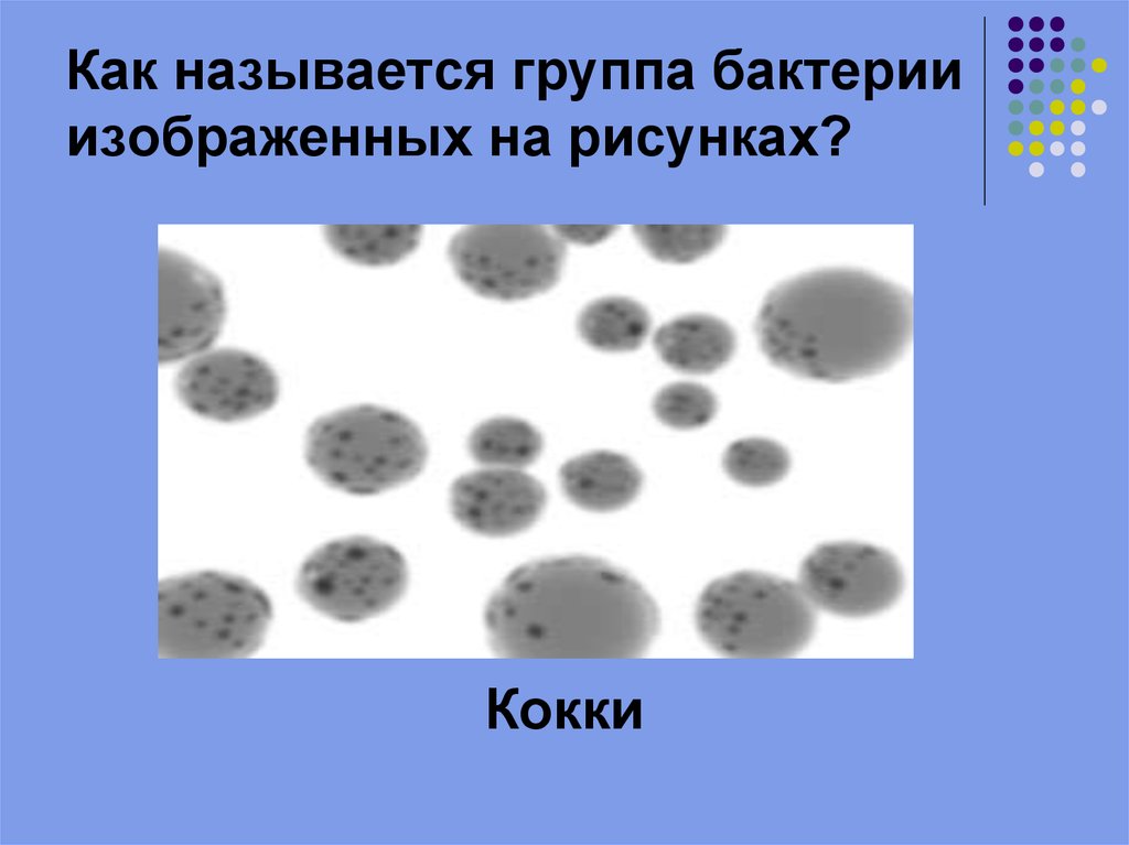 На рисунке изображены бактерии. Бактерии кокки органоиды. Скажите как называется изображенная на рисунке бактерия. Как называется большой коллектив бактерий. Кокки картинка маленькая.