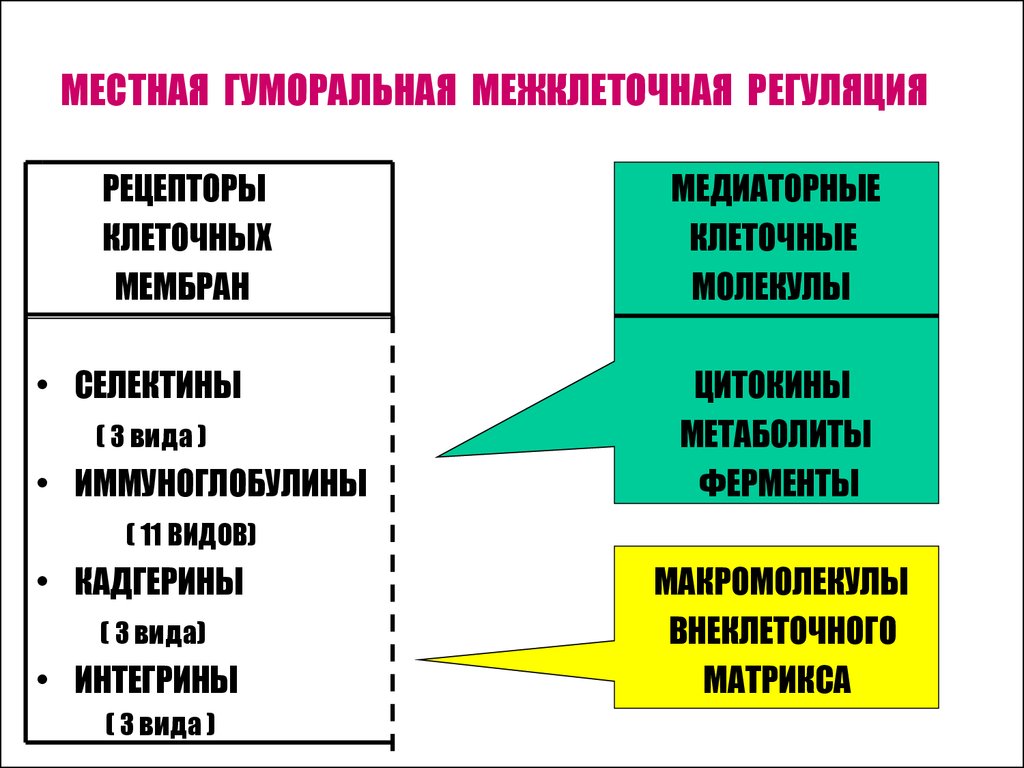 Гуморальная регуляция функций