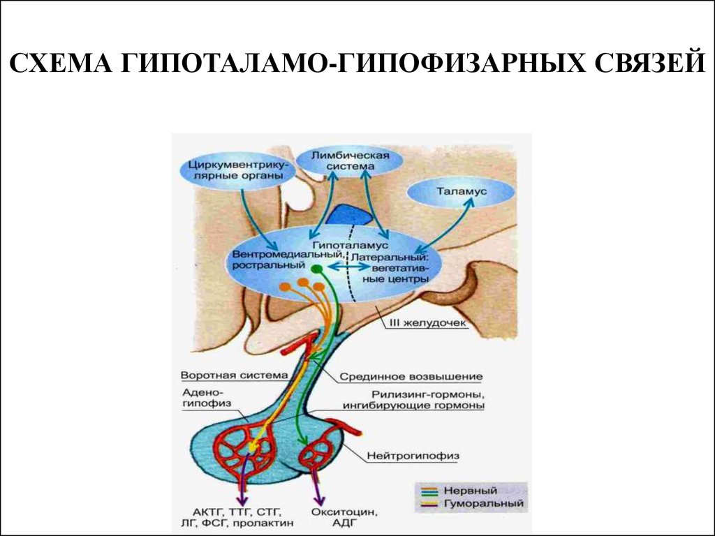 Схема связей в гипоталамо гипофизарной системе