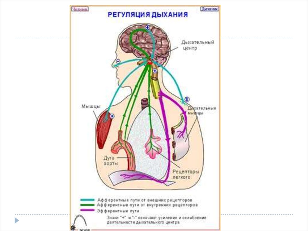 На рисунке изображена схема регуляции дыхания человека