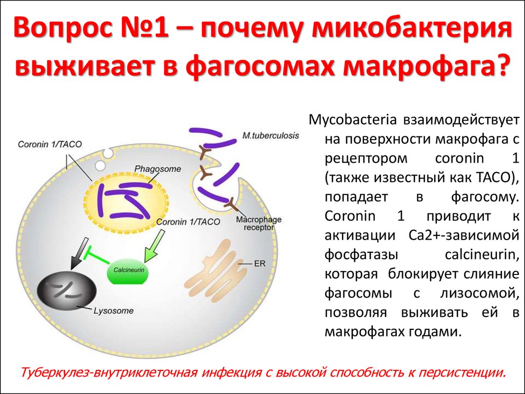 Патогенные микобактерии. Патогенез микобактерии туберкулеза. Патогенез туберкулеза микробиология. Микобактерии в макрофагах. Микобактерии патогенез.