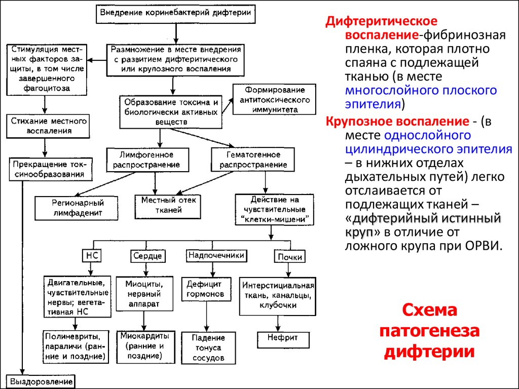 Патогенез кори схема