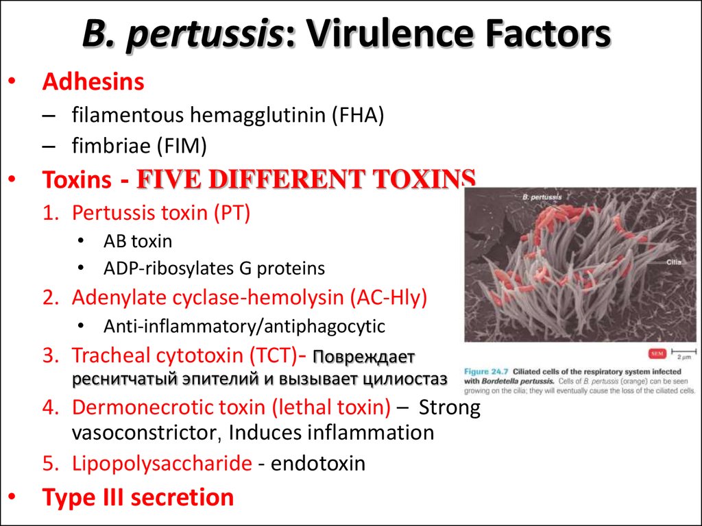 Антитела bordetella pertussis igg. Бордетелла пертуссис. Бордетелла пертуссис IGG что это. Бордетелла пертуссис IGM. Пертуссис Токсин.