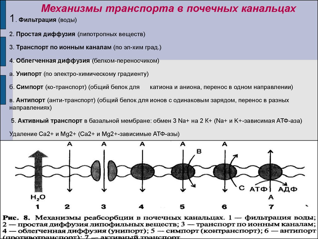 Укажите соответствие между видом транспорта веществ. Облегченная диффузия Унипорт. Активный транспорт в почках. Транспорт веществ в почках. Активный транспорт воды в почечных канальцах.