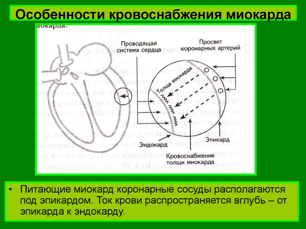 Сегменты миокарда. Особенности кровоснабжения миокарда. Зоны кровоснабжения миокарда. Особенности кровообращения в миокарде. Кровоснабжение миокарда схема.