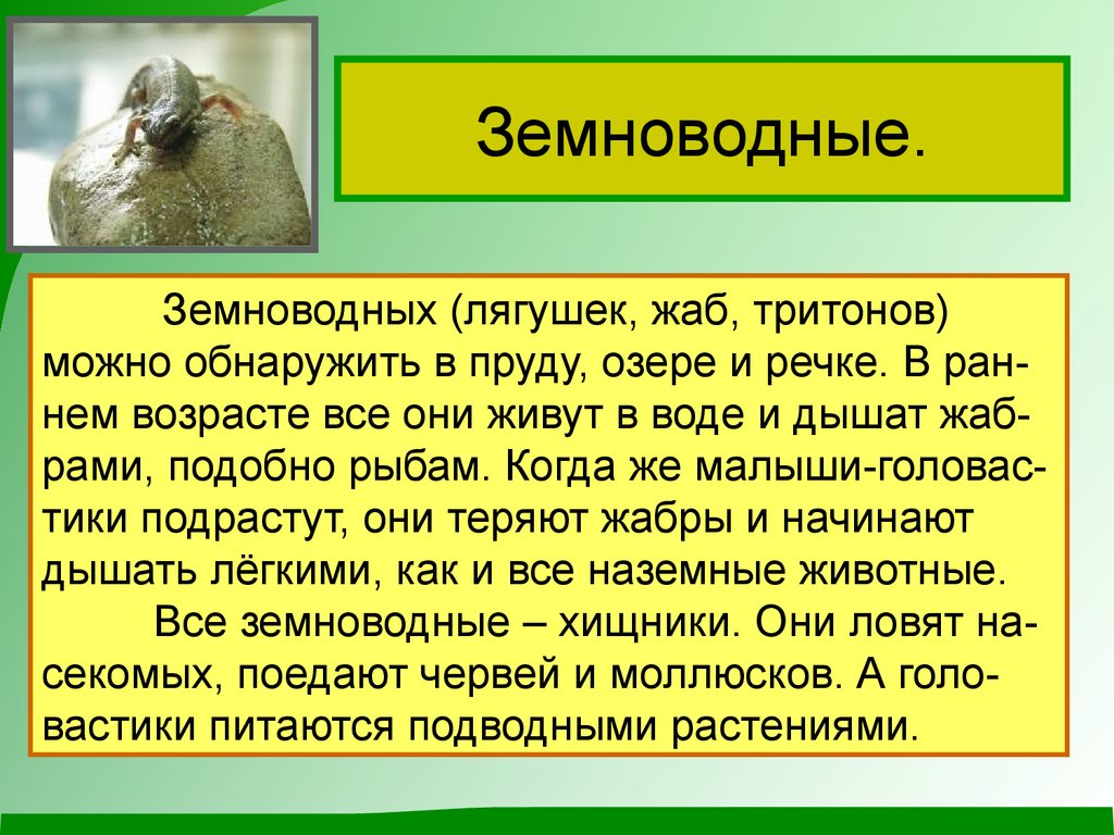 Сообщение о животных 2 класс окружающий мир. Доклад о земноводных 3 класс окружающий мир. Доклад про земноводных 2 класс. Земноводные животные 3 класс окружающий мир доклад. Доклад по окружающему миру 3 класс про земноводных.