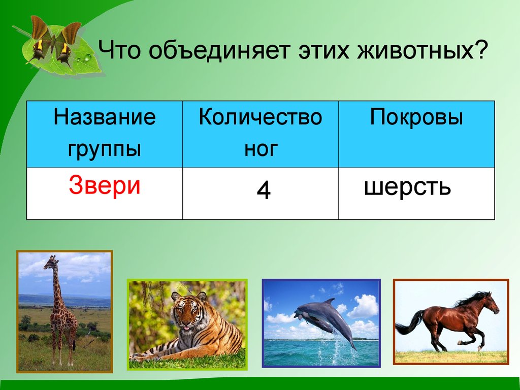 Презентация какие бывают животные презентация 2 класс