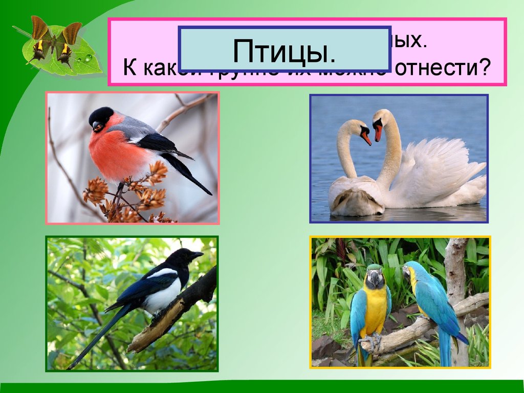 Виды животных 2 класс. Группа животных птицы. Окружающий мир: птицы. Окружающий мир мир птиц. Животные относящиеся к группе птицы.