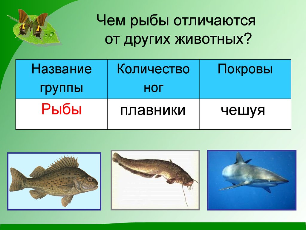 Рыбы класс животных. Чем рыбы отличаются от других животных. Рыбы группа животных. Название группы животных рыбы. Рыбы 2 класс.