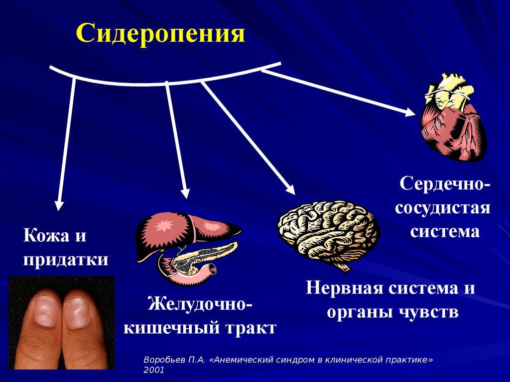 Придатки кожи. Сидеропения. Тканевая сидеропения.