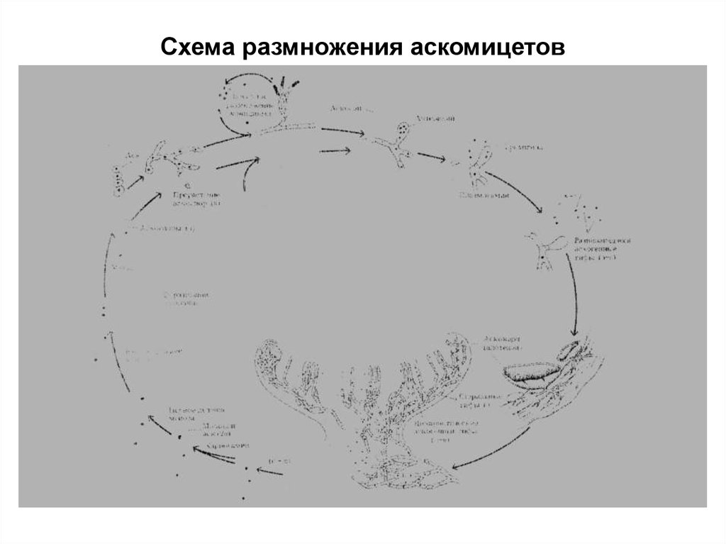 Схема разведения релатокса