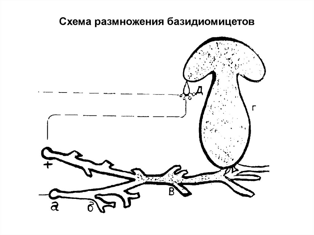 Базидиомицеты. Жизненный цикл Базидиомикота. Базидиомицеты строение мицелия.