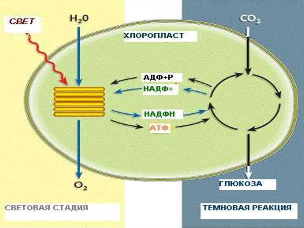 Темновые реакции. Хлоропласт темновая фаза. Мембрана тилакоида процессы фотосинтеза. Процесс фотосинтеза в хлоропластах. Световая фаза фотосинтеза схема.