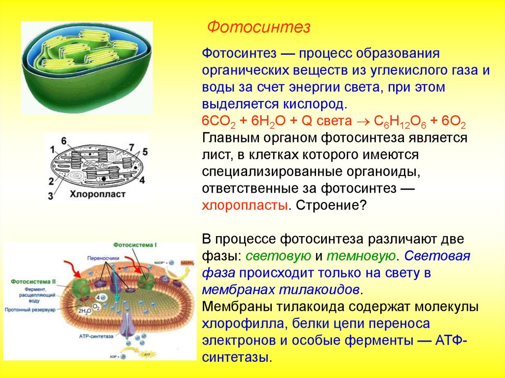 Органоид образующий атф. Процессы происходящие в хлоропластах. Фотосинтез в хлоропластах. Процесс фотосинтеза в хлоропластах. Фотосинтез происходит в хлоропластах.
