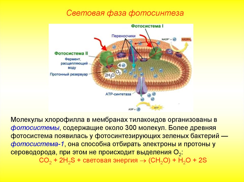Хлоропласты синтез белка