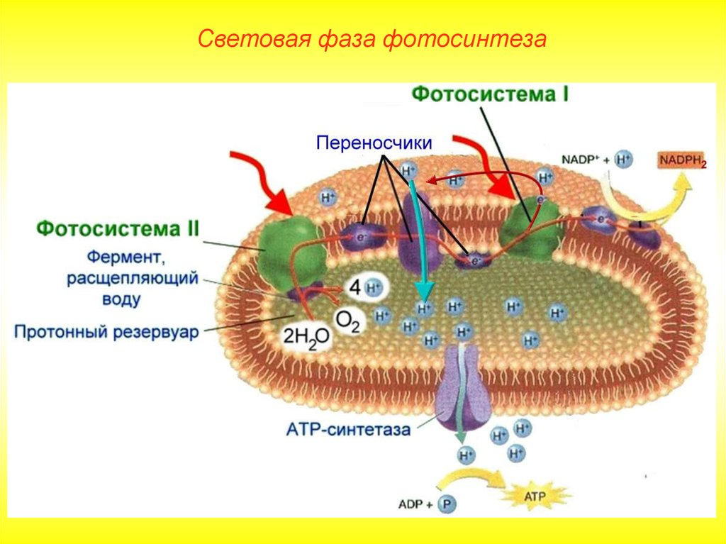 Фермент тилакоида. Фотосинтез световая фаза фотосистема 1 и 2. Фотосистема 1 фотосинтез. Схема световой фазы фотосинтеза фотосистема 1 и фотосистема 2. Световая фаза фотосистема 1 и фотосистема 2.