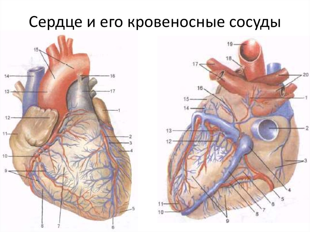 Вены сердца анатомия схема