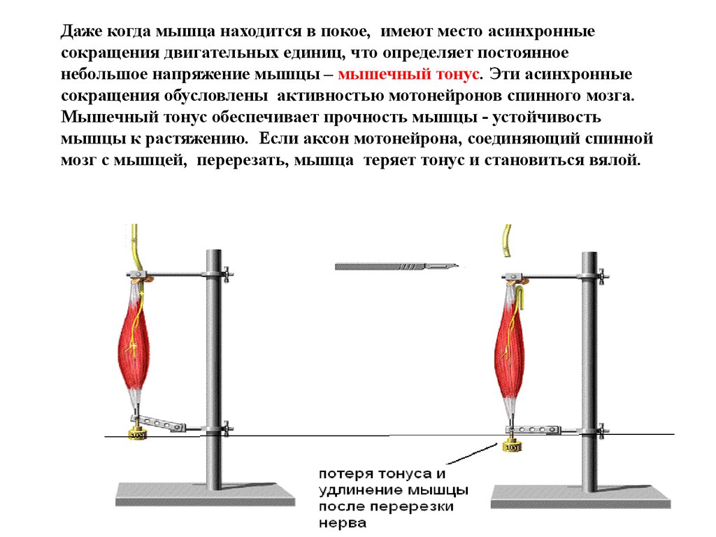 Покой мышцы. Физиология мышц. Напряжение мышцы это физиология. Постоянное напряжение мышц. Удлинение мышцы.