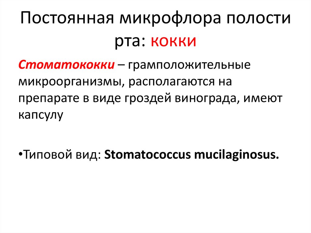 Микрофлора полости. Постоянная микрофлора полости рта. Грамположительные бактерии ротовой полости. Кокковая микрофлора полости рта. Микрофлора ротовой полости грамположительные бактерии.