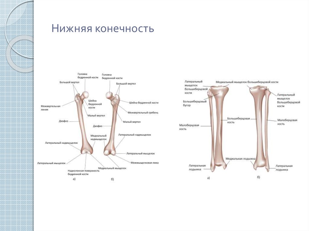 Анатомия нижней конечности человека