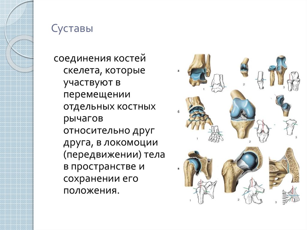 Какой сустав изображен. Типы соединения суставов. Суставы человека. Соединение костей скелета. Соединение костей скелета (суставы).