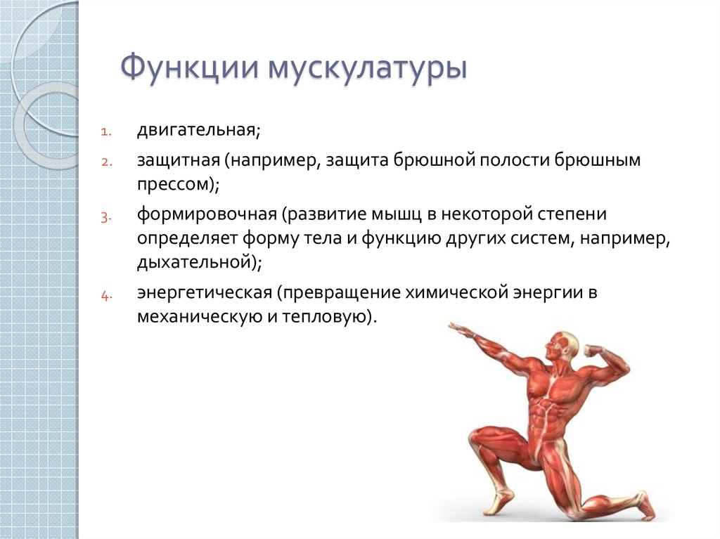 Назовите функции мышц. Функции мышц. Функции мышц человека. Функции мускулатуры. Основные мышечные функции.