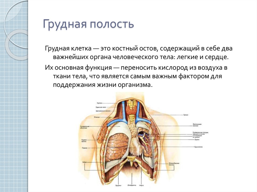 Брюшная и грудная полость тела. Грудная полость строение анатомия. Анатомия грудной клетки человека с органами. Строение грудной клетки топографическая анатомия. Внутреннее строение грудной клетки человека.