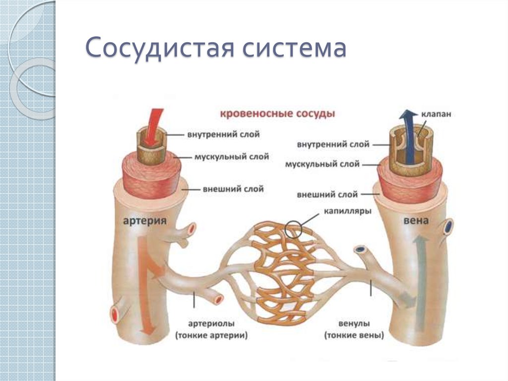 Артерии и вены определение. Строение кровеносных сосудов артерии вены. Строение артерии вены и капилляры. Строение и функции кровеносных сосудов 8 класс. Строение кровеносных сосудов артерии вены капилляры.