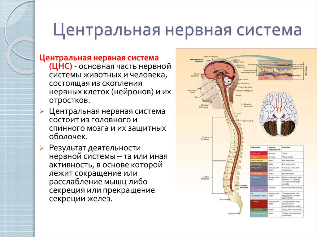 В состав центральной нервной системы входят. Конспект ЦНС анатомии. ЦНС анатомия человека отделы. Основные отделы центральной нервной системы человека. Центральный отдел нервной системы человека образуют:.