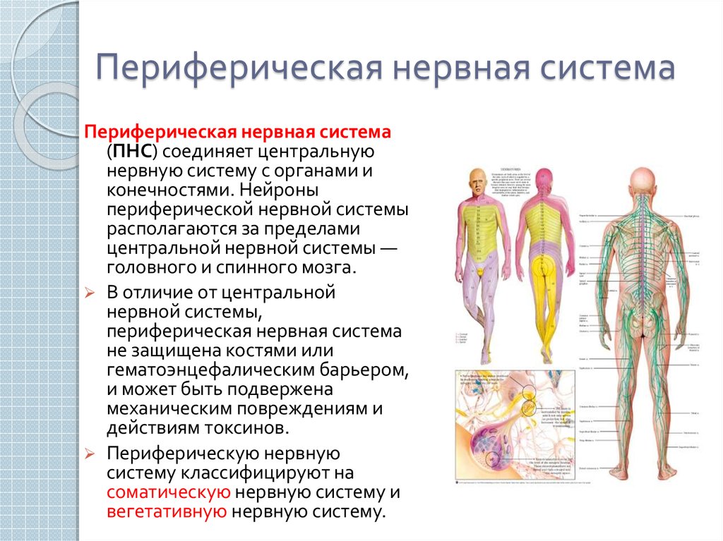 Какие органы входят в нервную систему человека. Структуры, относящиеся к периферической нервной системе. Периферическая НС строение функции. Строение периферической нервной системы человека кратко. Структуры относящиеся к периферической нервной системе человека.