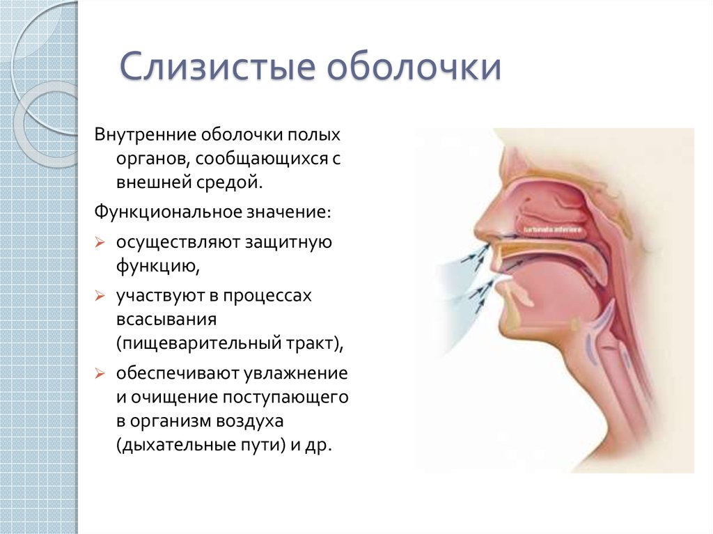 Слизистые оболочки строение и функции. Слизистая внутренняя оболочка полых органов. Слизистые оболочки у человека. Наружный нос слизистая.