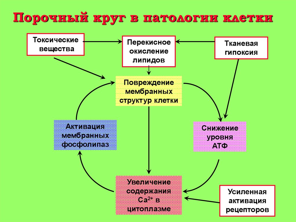 Порочный это. Порочный круг повреждения клетки. Порочный круг клеточной патологии. Порочный круг патофизиология. Порочный круг примеры.